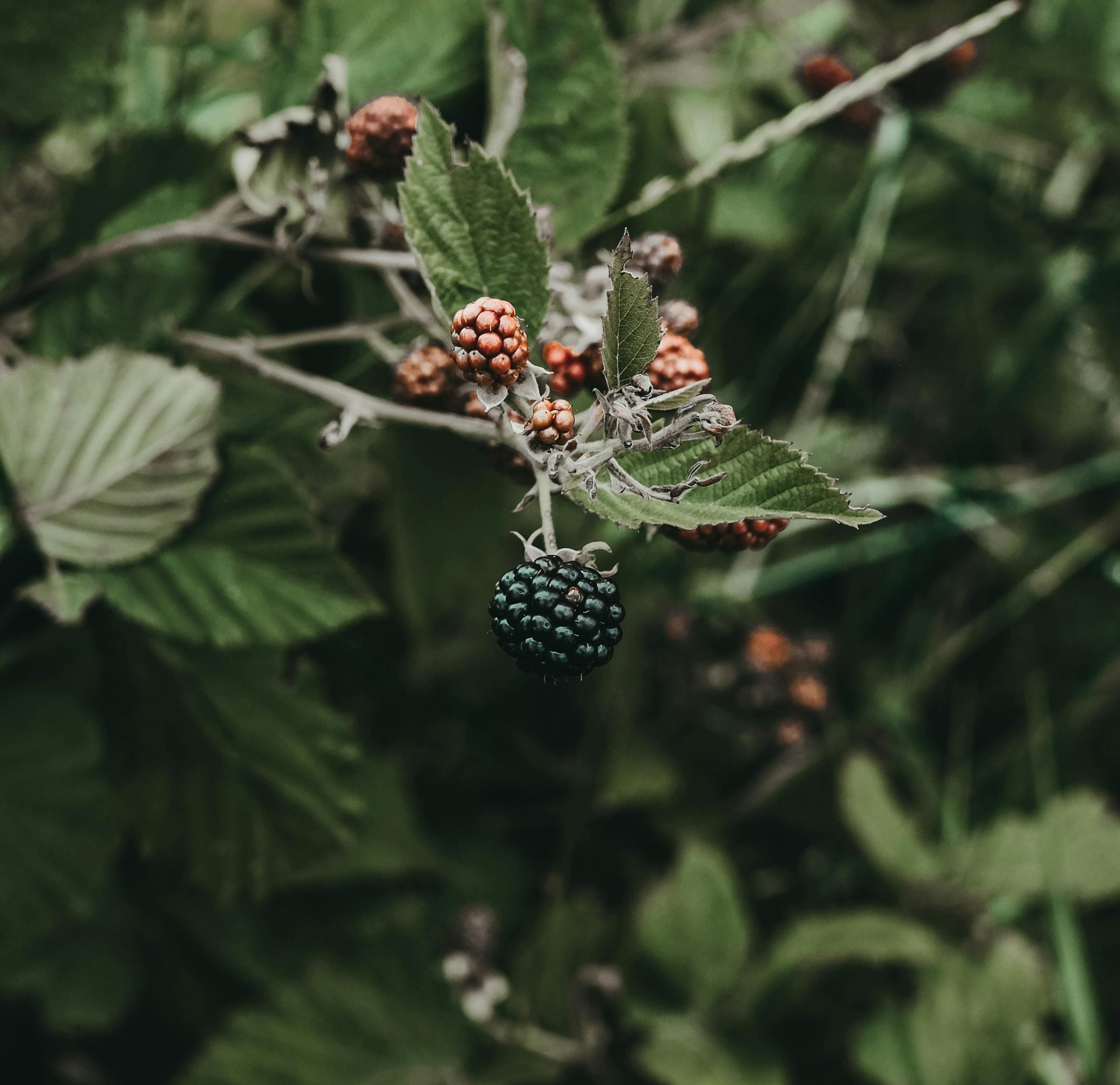 Autumnal treasures